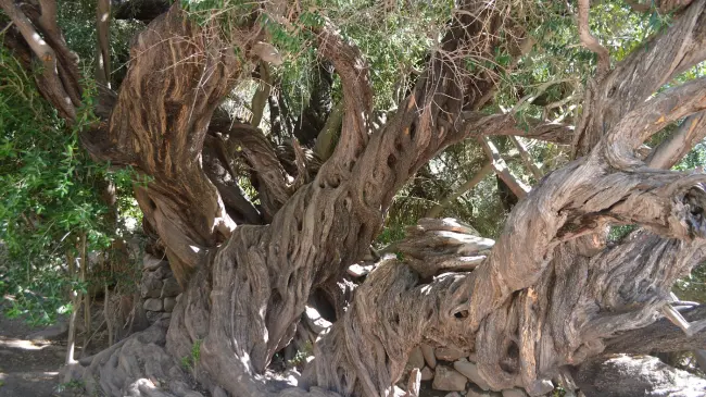 Estos son los detalles acerca del árbol más antiguo de Baja California Sur. Foto: Tripadvisor.
