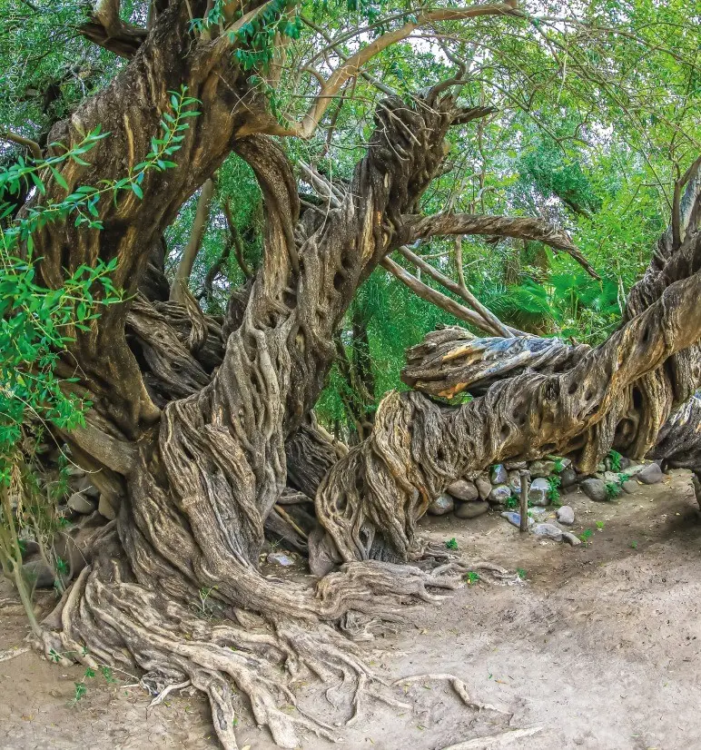 Este olivo tiene más de 300 años y sigue dando frutos. Foto: Loreto Mágico.