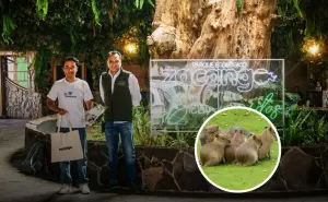 ¡Conoce a los capibaras bebés del Zoológico Zacango y vive un momento de ternura!
