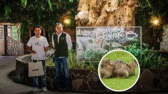 ¡Conoce a los capibaras bebés del Zoológico Zacango y vive un momento de ternura!