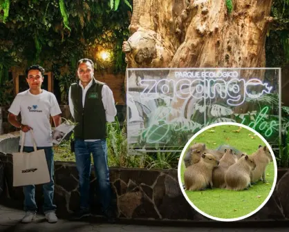 ¡Conoce a los capibaras bebés del Zoológico Zacango y vive un momento de ternura!
