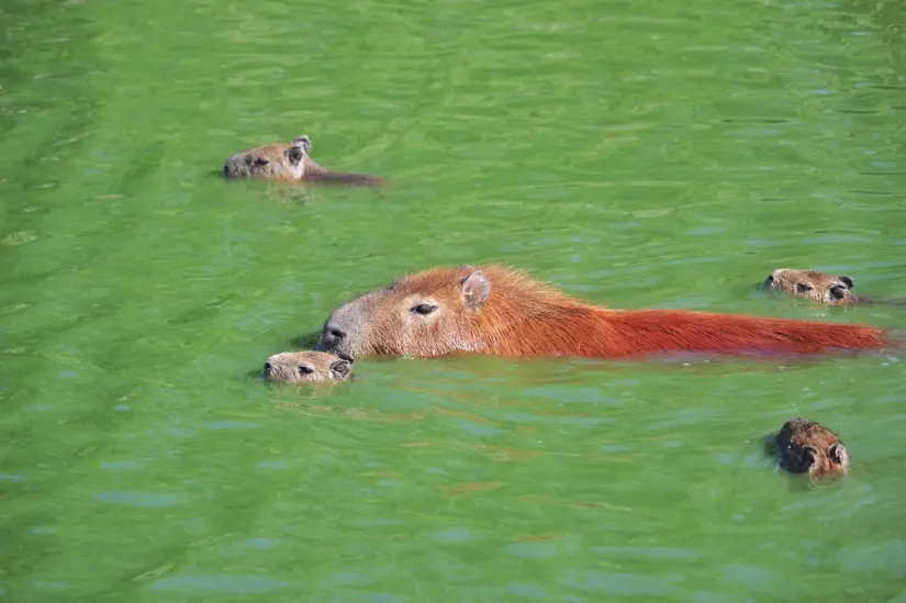 Descubre quienes son los nuevos integrantes del Zoológico Zacango. Foto: Pixabay. Descubre quienes son los nuevos integrantes del Zoológico Zacango. Foto: Pixabay.