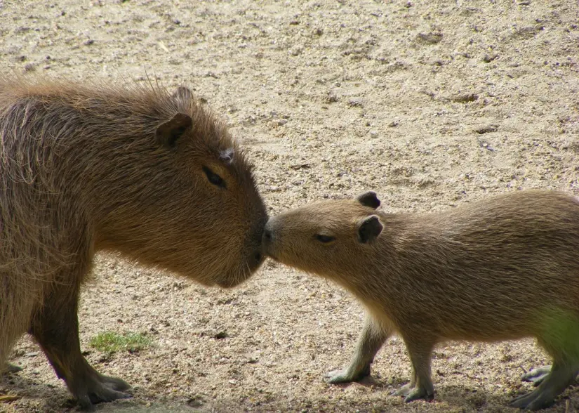 Atrévete a conocer a los capibaras bebés del Zoológico Zacango. Foto: Pixabay. Atrévete a conocer a los capibaras bebés del Zoológico Zacango. Foto: Pixabay.