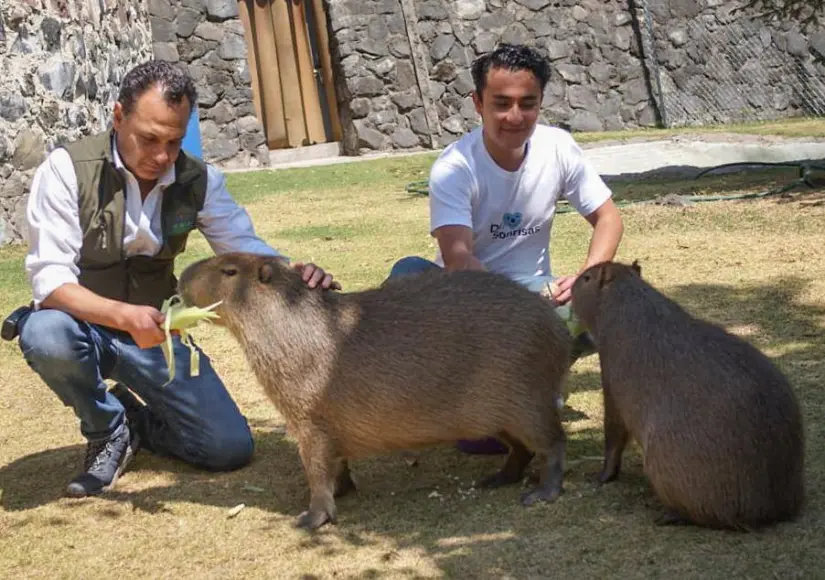 De esta manera puedes llegar hasta el Zoológico Zacango, en Edomex. Foto: Cortesía. De esta manera puedes llegar hasta el Zoológico Zacango, en Edomex. Foto: Cortesía.