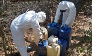Aseguran en Cosalá y Elota áreas de concentración para la elaboración de drogas