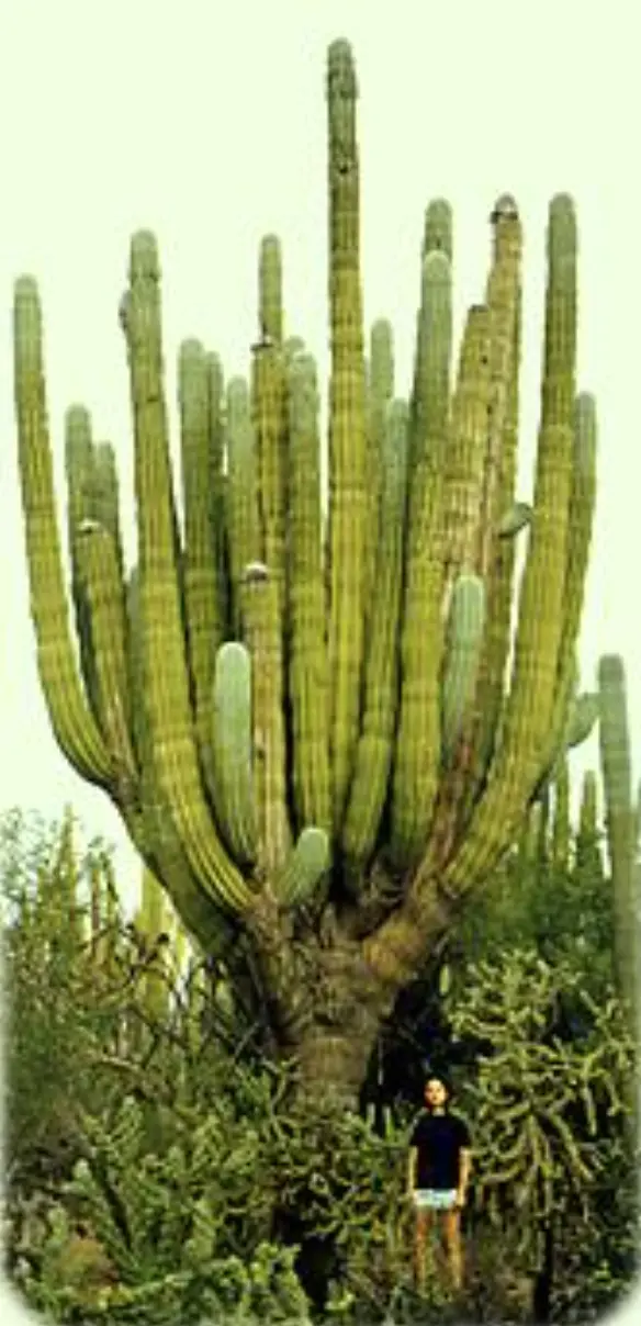 Especie de cactus cardón. Foto: cortesía.