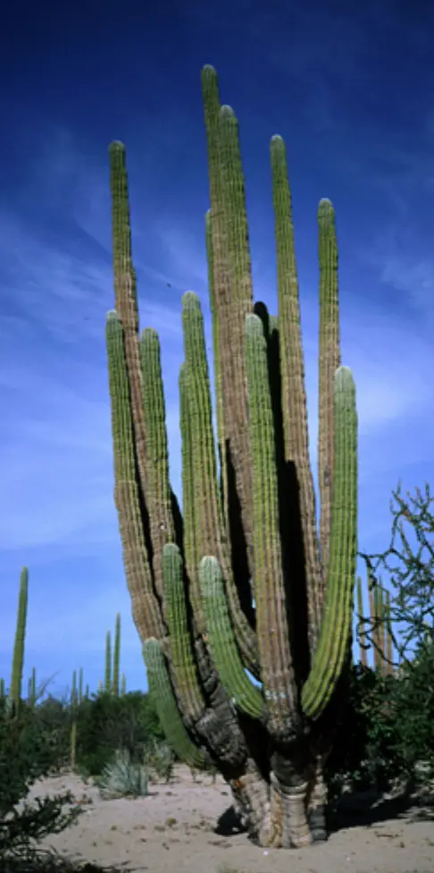 Conoce los beneficios del cactus más grande del mundo. Foto: cortesía.