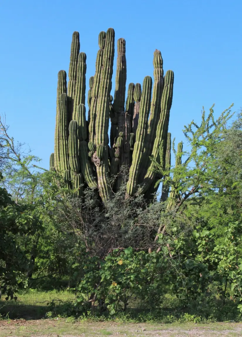 No te pierdas la oportunidad de ver el cactus de más de tres siglos. Foto: cortesía.