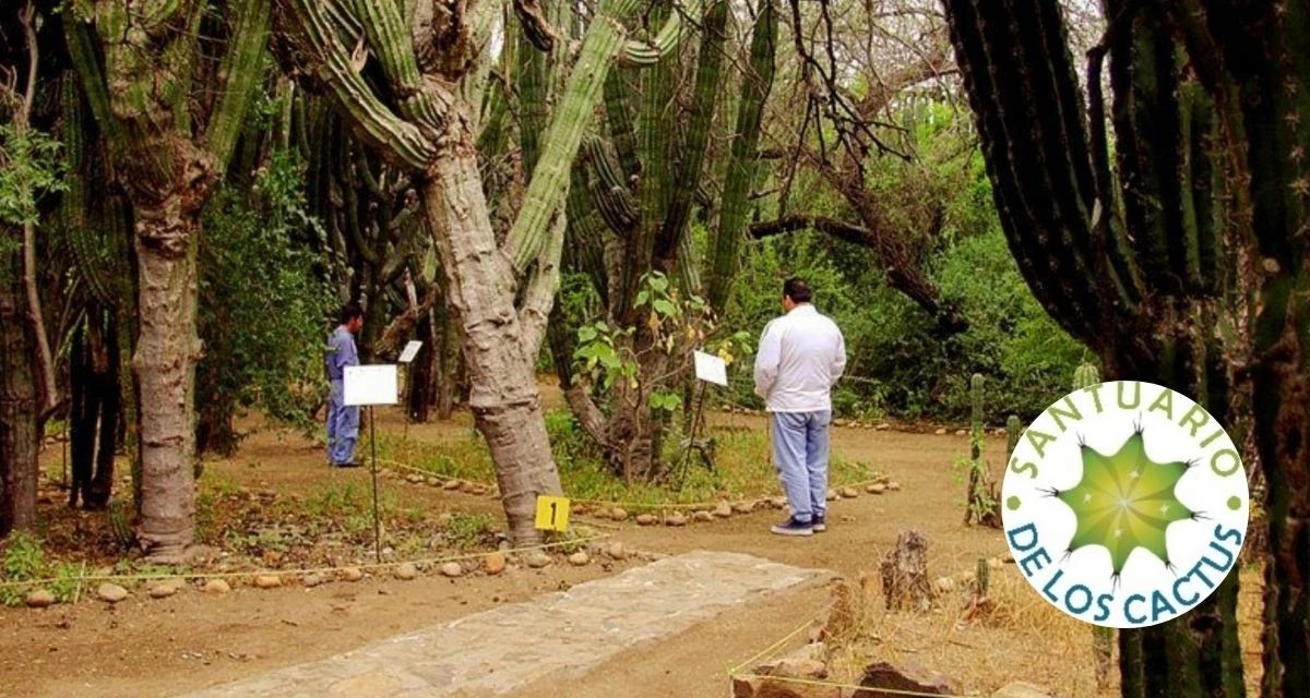 Conoce la ubicación del cactus más grande del mundo. Foto: cortesía