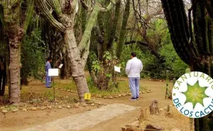 El cactus más viejo de México está en Baja California Sur: un tesoro natural que debes conocer