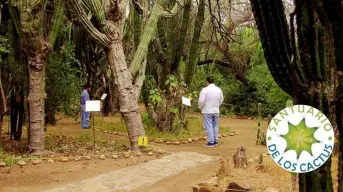 El cactus más viejo de México está en Baja California Sur: un tesoro natural que debes conocer