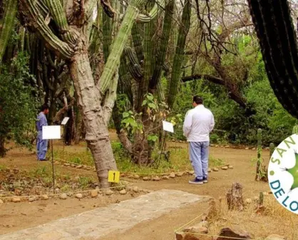 El cactus más viejo de México está en Baja California Sur: un tesoro natural que debes conocer