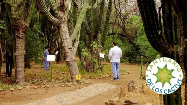 Conoce la ubicación del cactus más grande del mundo. Foto: cortesía