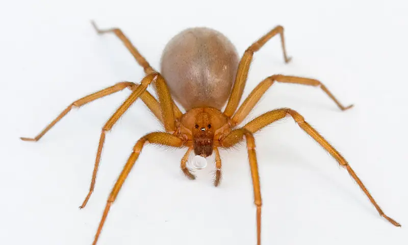 Casos de picadura de araña violinista. Foto: anipedia.net Casos de picadura de araña violinista. Foto: anipedia.net