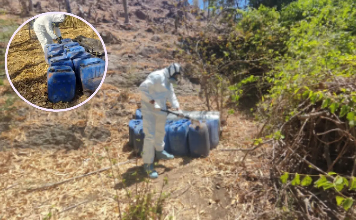 Este decomiso representa una afectación económica de 33 millones de pesos al narcotráfico. Fotos: Cortesía