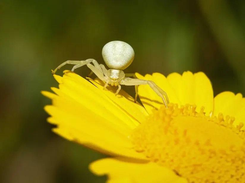 Araña violinista. Foto: Freepik Araña violinista. Foto: Freepik