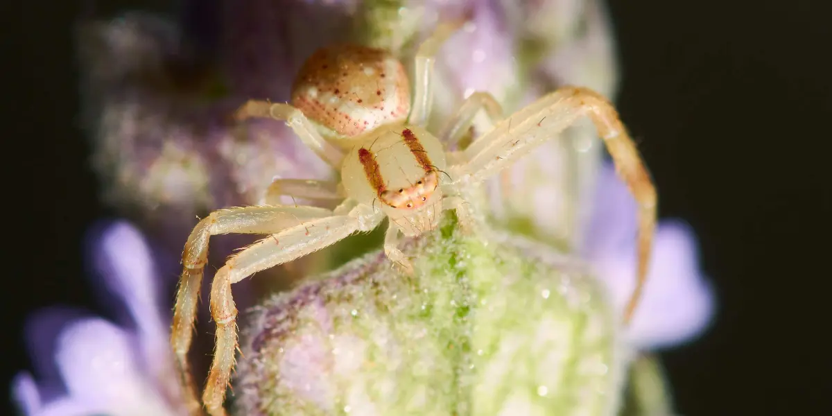 Aumento en los casos de picadura de araña violinista