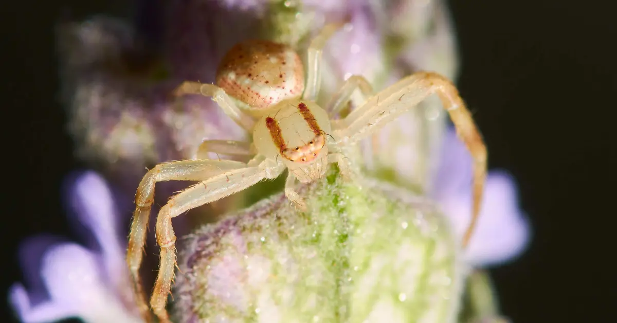 Estados de México donde habita la araña violinista