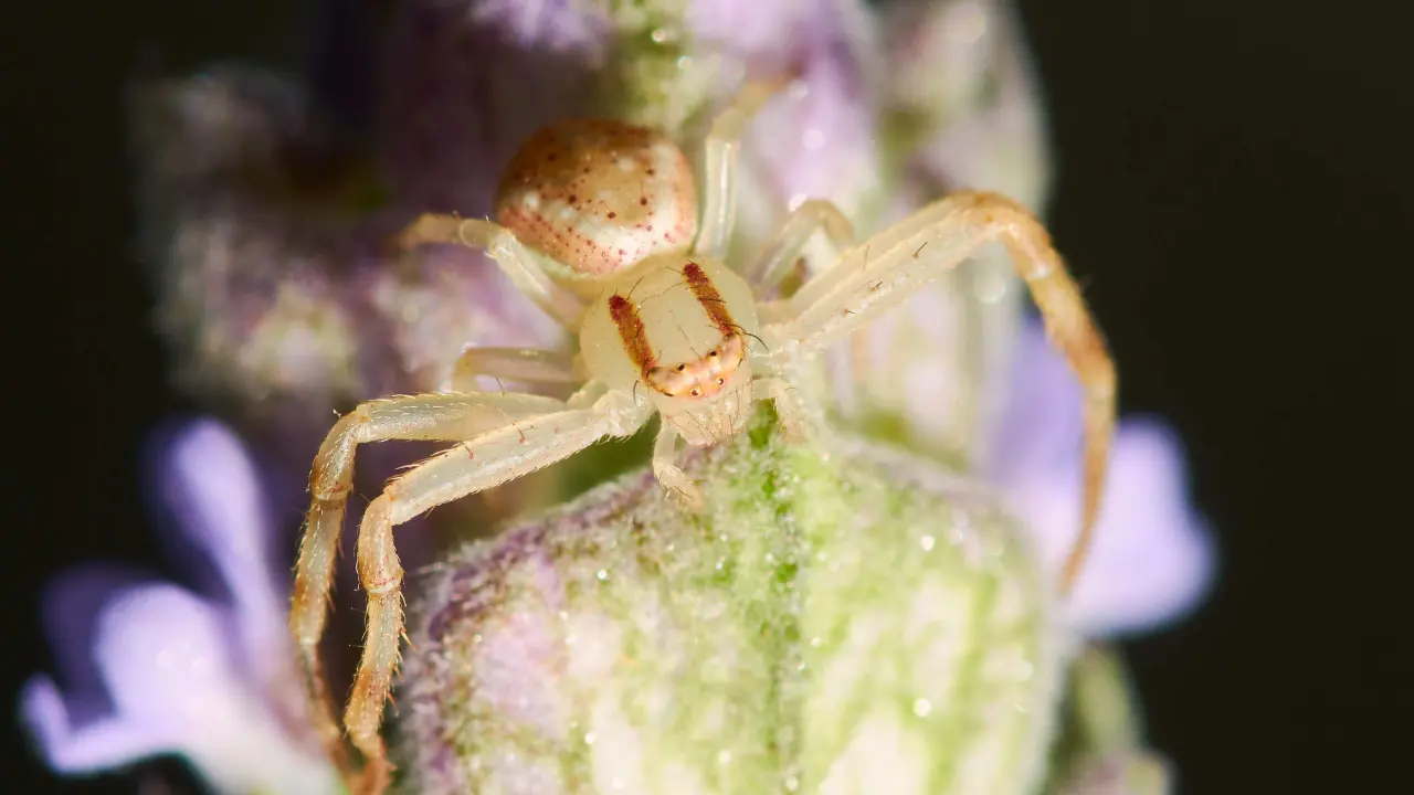 Aumento en los casos de picadura de araña violinista