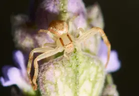 Estados de México donde habita la araña violinista