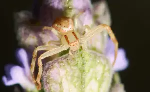 Estados de México donde habita la araña violinista
