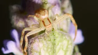 Estados de México donde habita la araña violinista