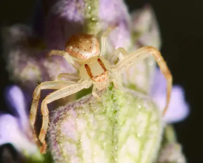 Estados de México donde habita la araña violinista