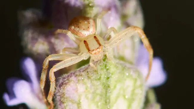 Aumento en los casos de picadura de araña violinista