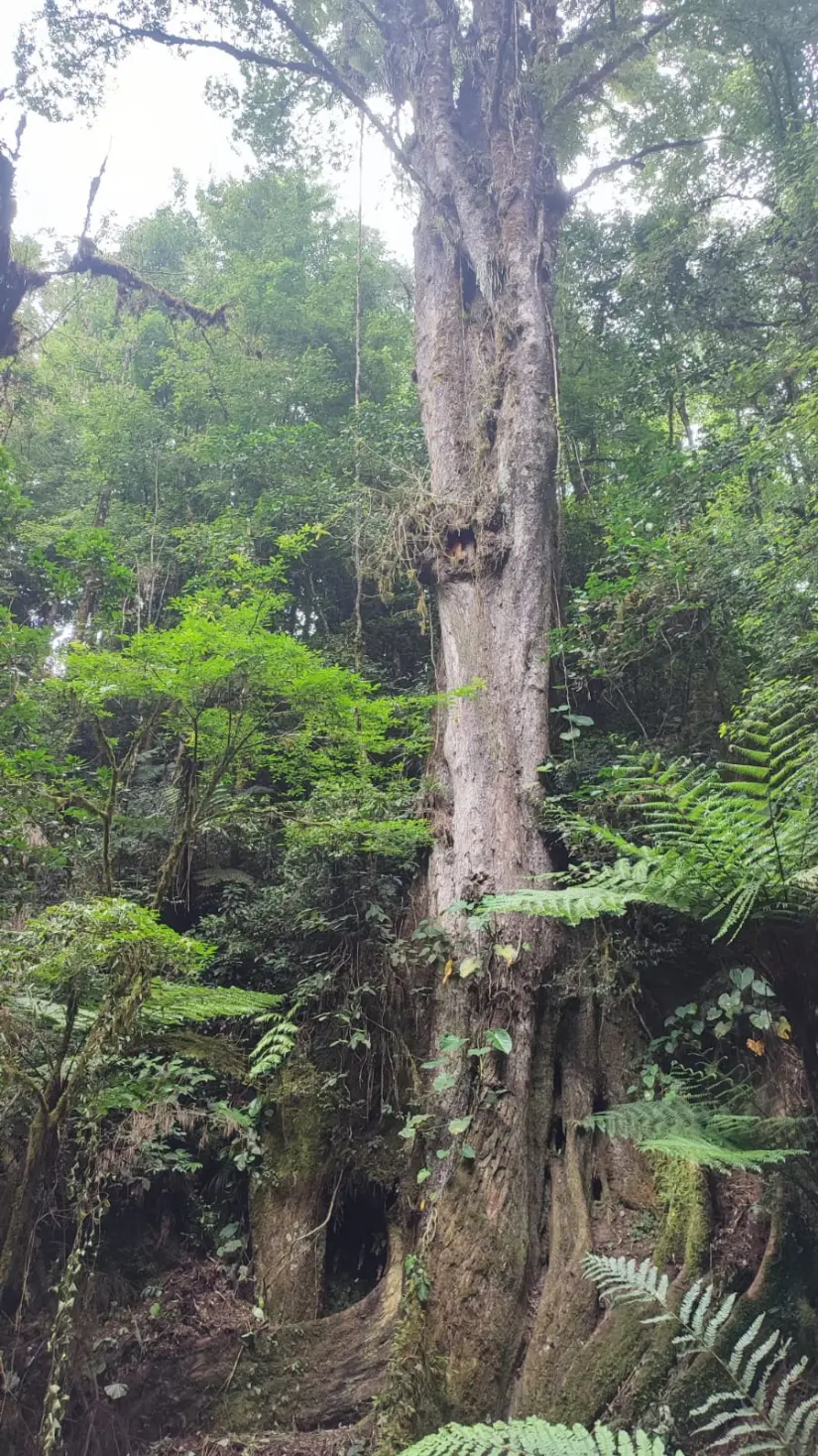 Un árbol de una altura impresionante. Foto: Cortesía