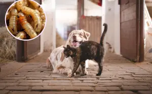 ¿Cómo cuidar a tus mascotas del gusano barrenador? Síntomas y prevención