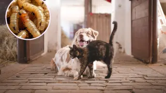 ¿Cómo cuidar a tus mascotas del gusano barrenador? Síntomas y prevención