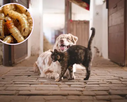 ¿Cómo cuidar a tus mascotas del gusano barrenador? Síntomas y prevención