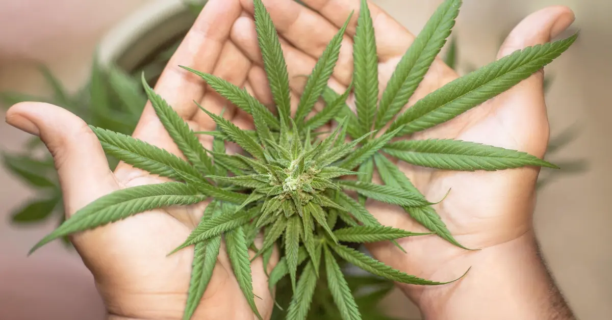 ¿La marihuana te hace menos inteligente? 