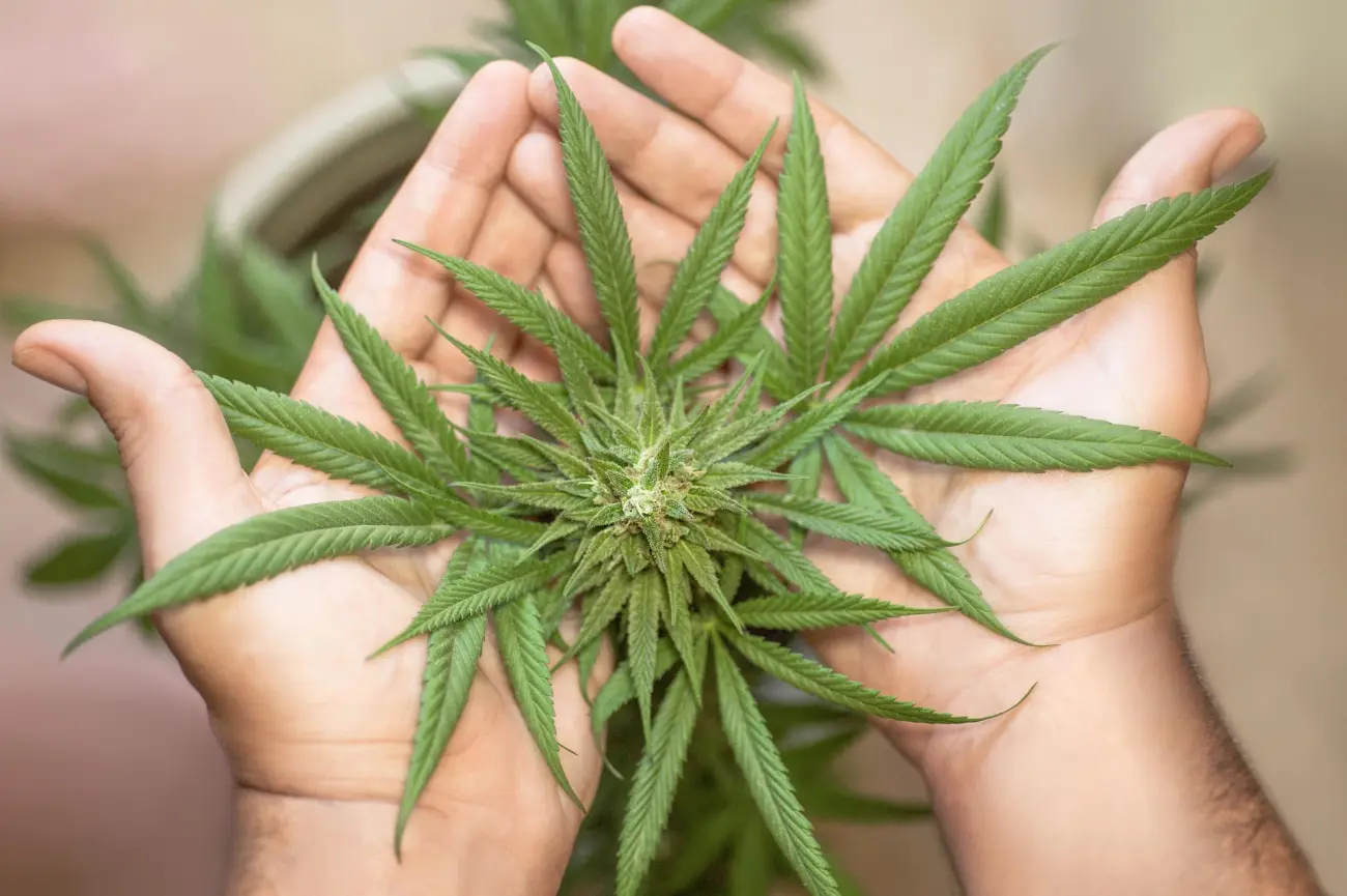 Marihuana. Foto temática.