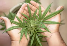 ¿La marihuana te hace menos inteligente? 