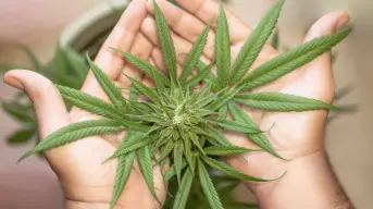 ¿La marihuana te hace menos inteligente? 