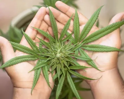 ¿La marihuana te hace menos inteligente? 