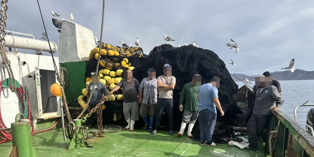Armada de México asegura 62 tiburones y 4 mantarrayas en Punta Chivato.
