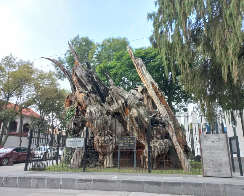 Árbol de la Noche Triste en Ciudad de México. Foto: cortesía Árbol de la Noche Triste en Ciudad de México. Foto: cortesía.