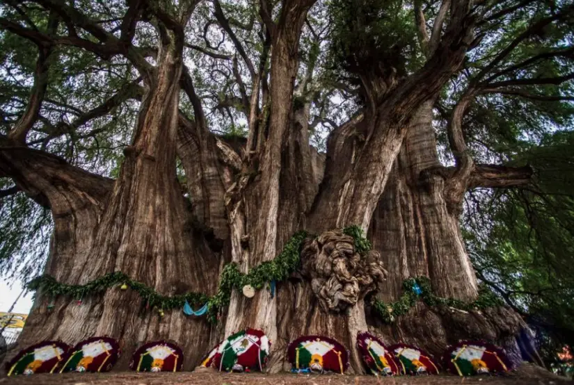 Árbol del Tule en Oaxaca. Foto: cortesía Árbol del Tule en Oaxaca. Foto: cortesía.