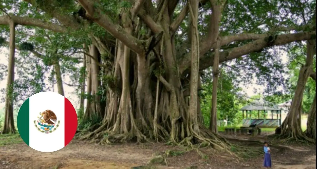 Conoce las historias de algunos de los árboles más viejos de México. Foto: cortesía