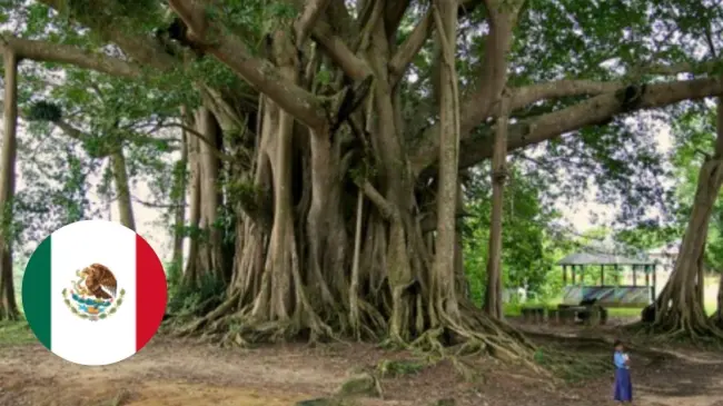 Conoce las historias de algunos de los árboles más viejos de México. Foto: cortesía