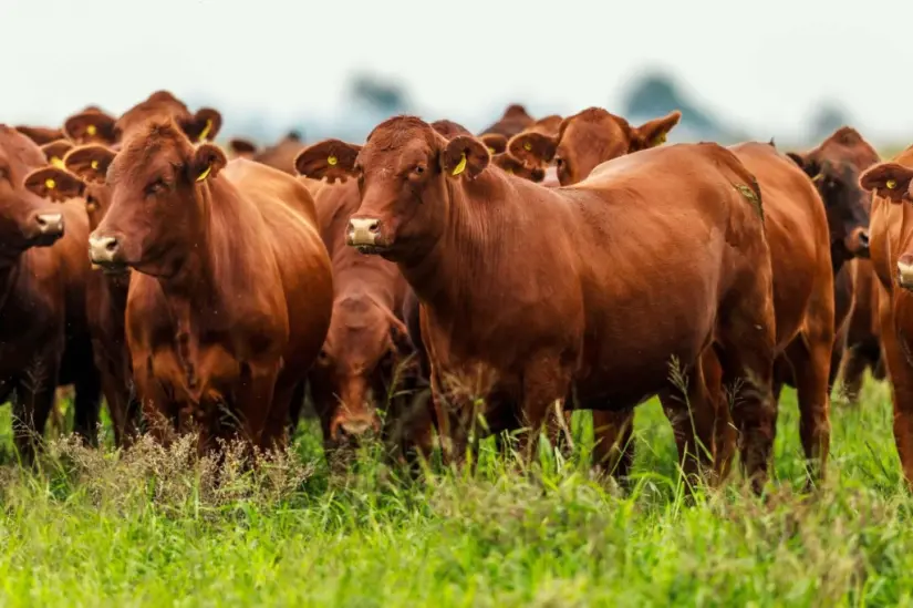 Comisión de Asuntos Agropecuarios reafirma compromiso con ganaderos sinaloenses para superar retos hídricos y sanitarios Se ha prevenido la expansión del