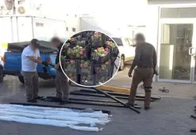 Decomisan 340 kilos de metanfetamina entre cajas de mango en Mexicali