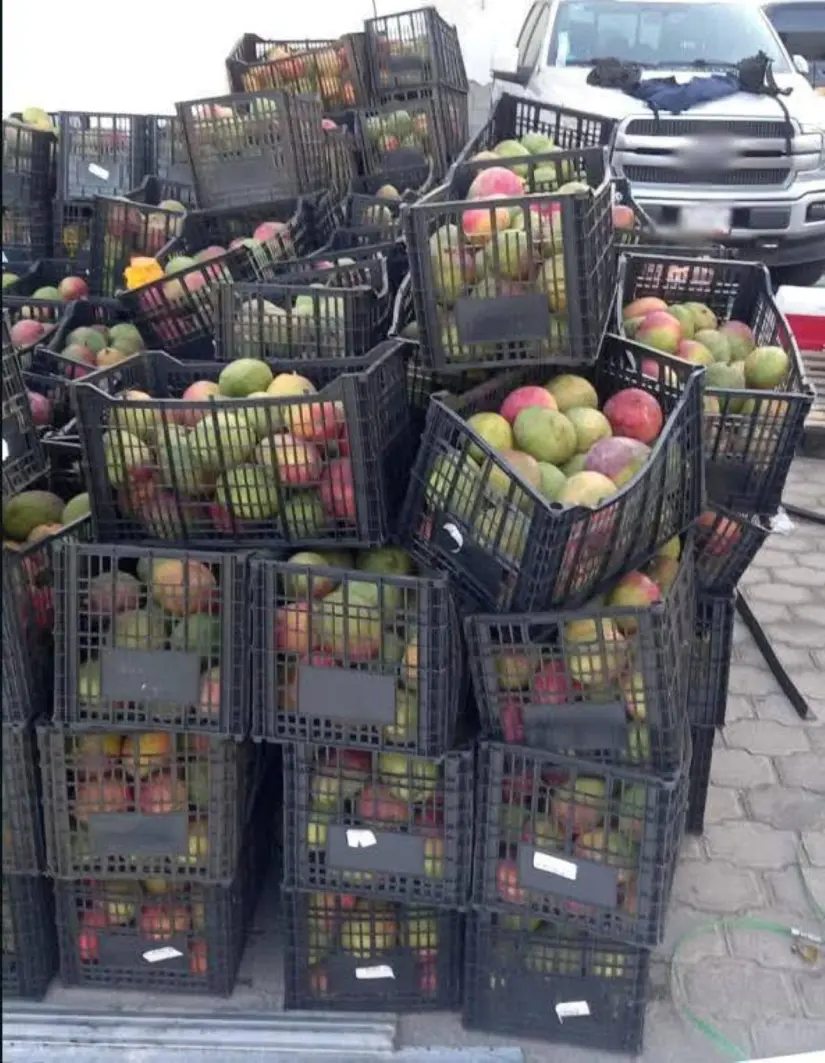 340 kilos de de metanfetamina', en un tráiler que circulaba cargado con cajas de mango. Foto: Cortesía
