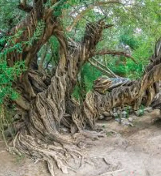 Olivo de San Javier en Loreto, Baja California Sur. Foto: cortesía Olivo de San Javier en Loreto, Baja California Sur. Foto: cortesía.