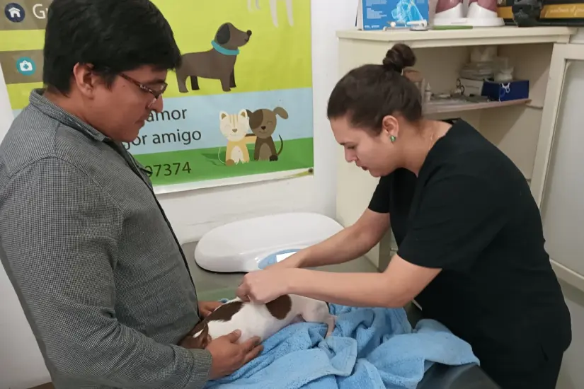 imagen recuadro La médico veterinaria Karina León tiene especialidad en medicina interna y cirugía de perros y gatos.