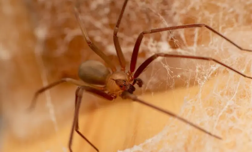 Araña Violinista en Baja California 40 especies de araña violinista viven en México. Foto: Cortesía