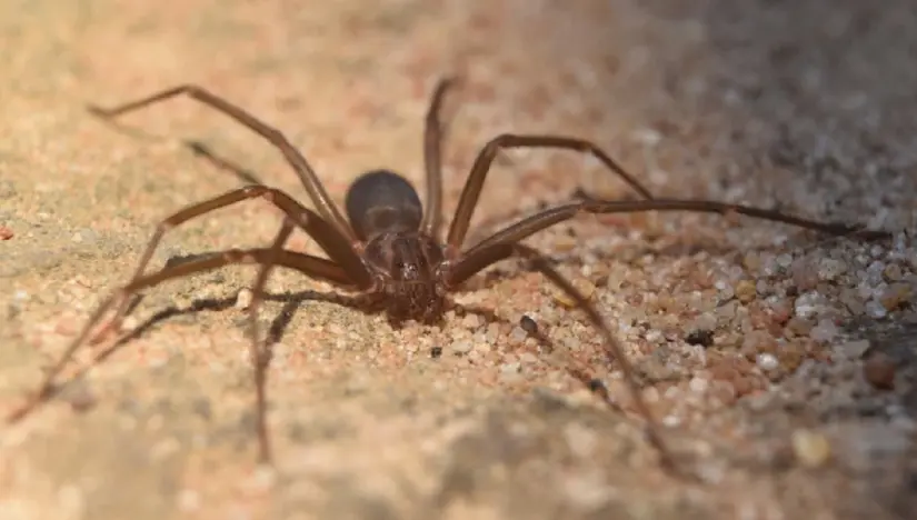 Araña Violinista en Baja California Su cuerpo mide hasta 9 mm. Foto: Cortesía