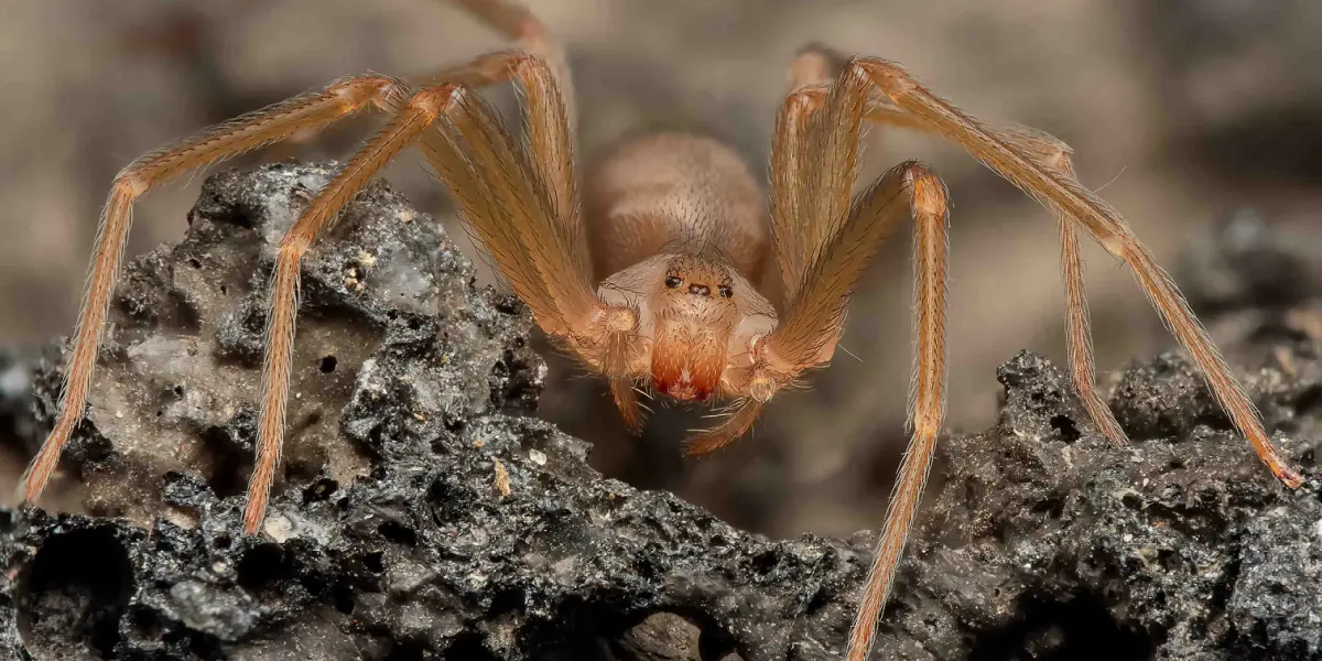Conoce más sobre la araña violinista que habita en Baja California. Foto: Cortesía